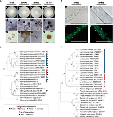 Symbiotic and toxinogenic Rhizopus spp. isolated from soils of different papaya producing regions in Mexico